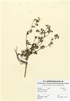 藏品(三葉茴芹)的圖片